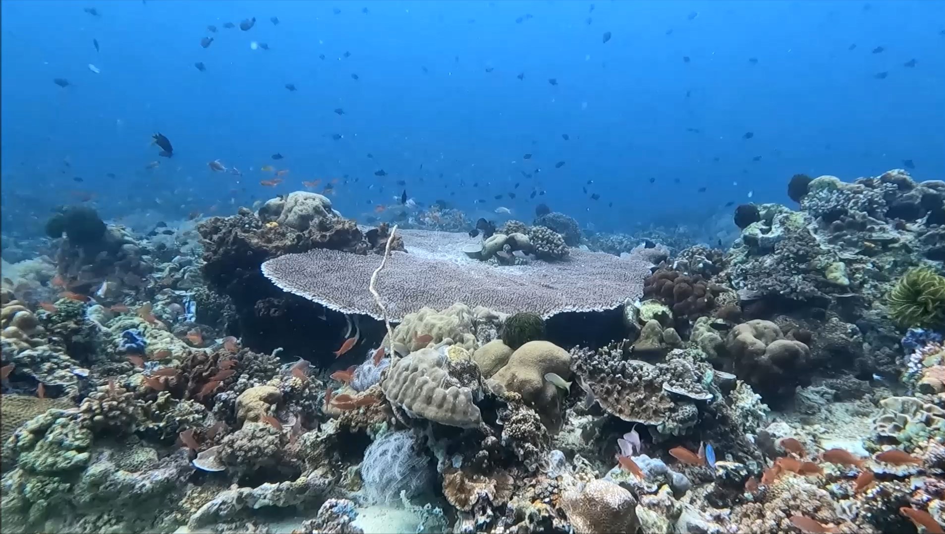 Table Coral Batok Dive site