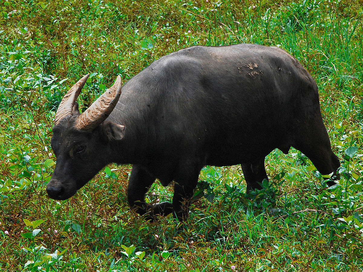 Preserving the Philippine Heritage of The Tamaraw of Mindoro