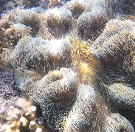 Exploring the Enigmatic Beauty of Carpet Anemones: A Fascinating Underwater Wonder