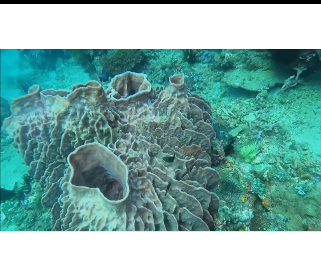 Giant Barrel Sponge oxidating the world for half a millenia