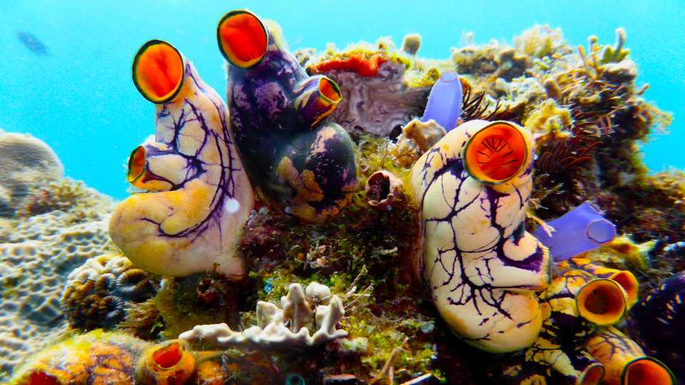 A team of scientists from the California Academy of Sciences discovered more than 100 new marine species ranging from sea slugs to heart urchins.