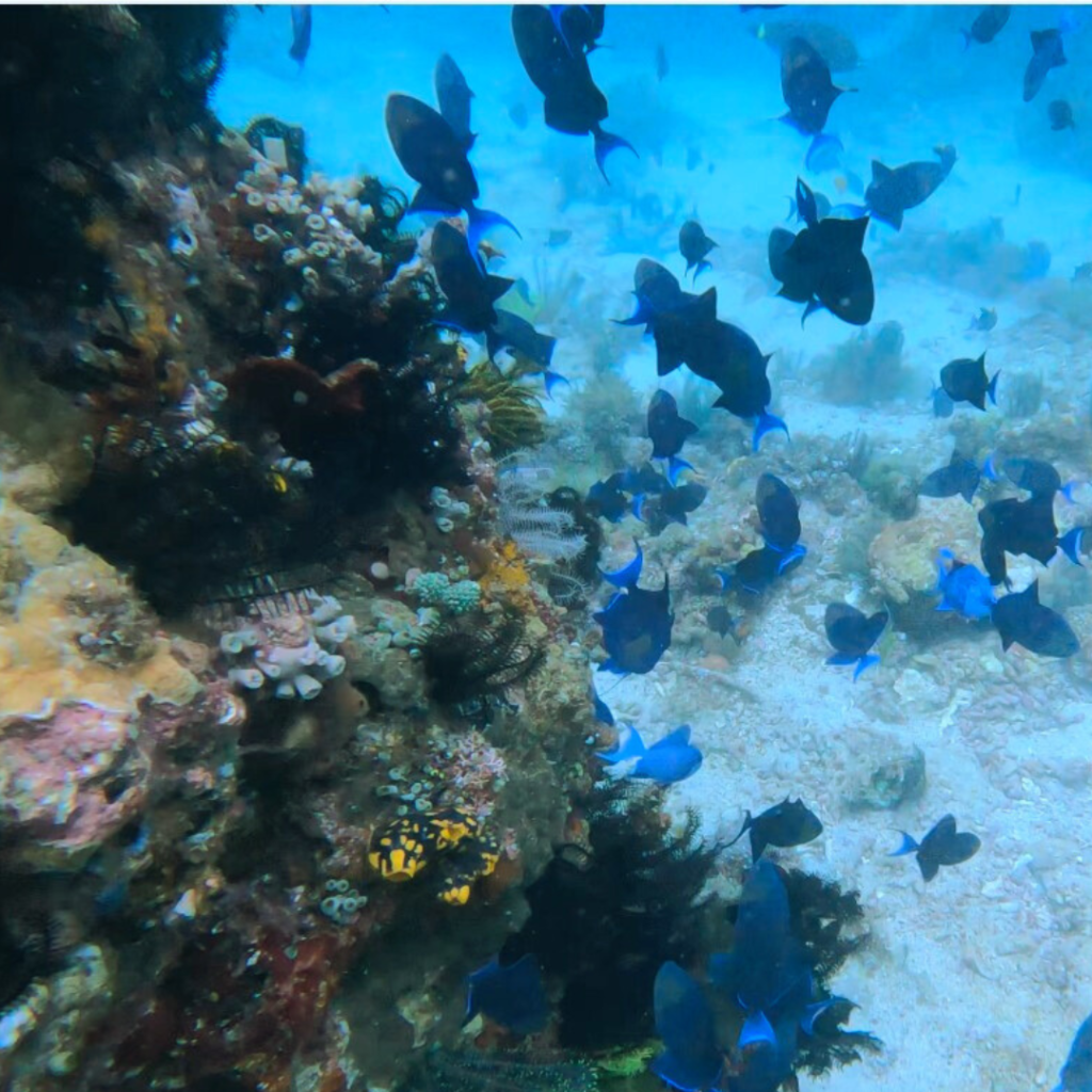 layag layag dive site anilao philippines