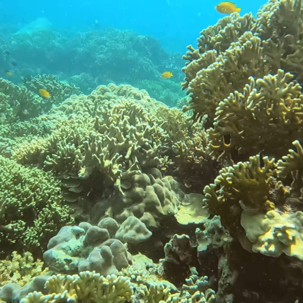 layag layag dive site anilao philippines