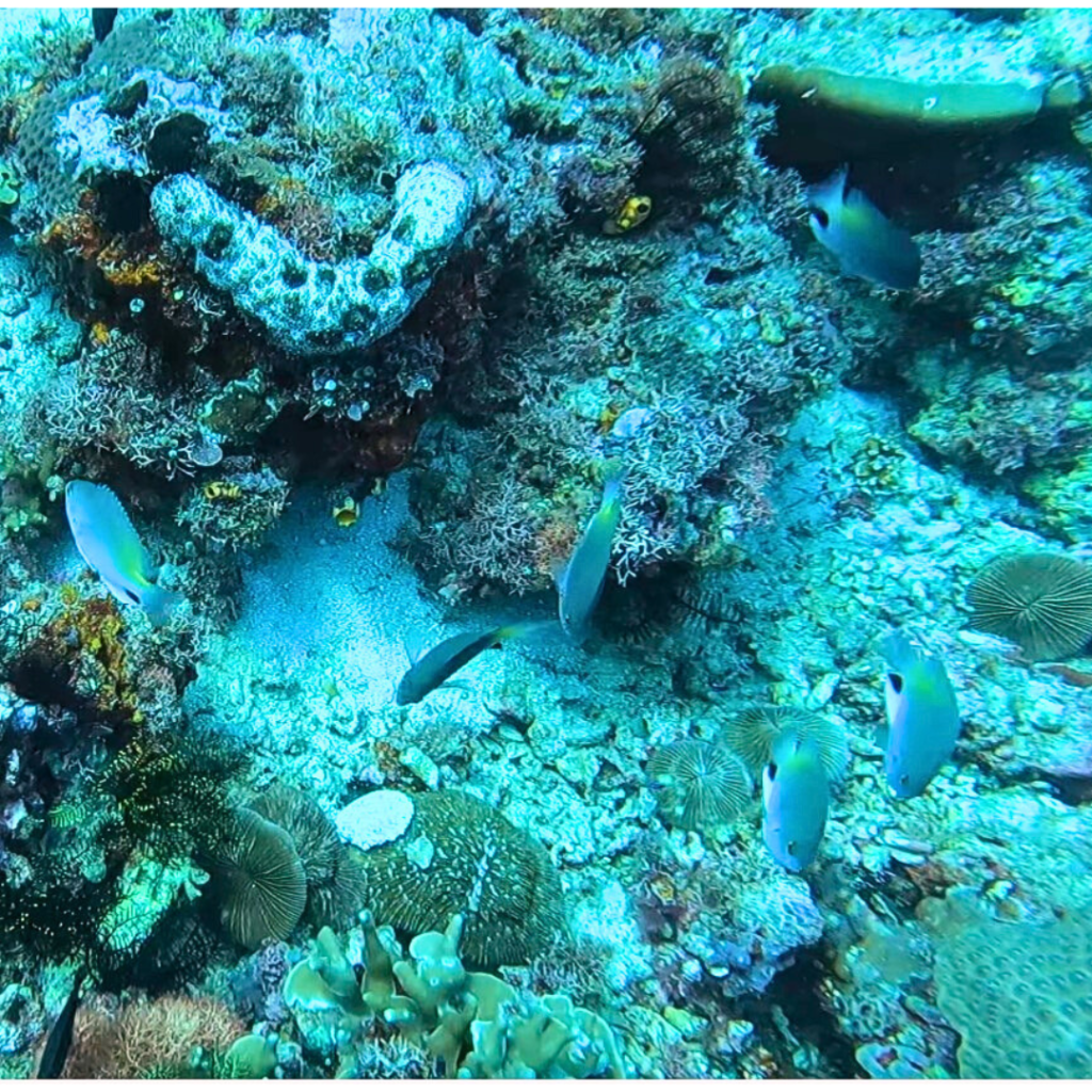 layag layag dive site anilao philippines