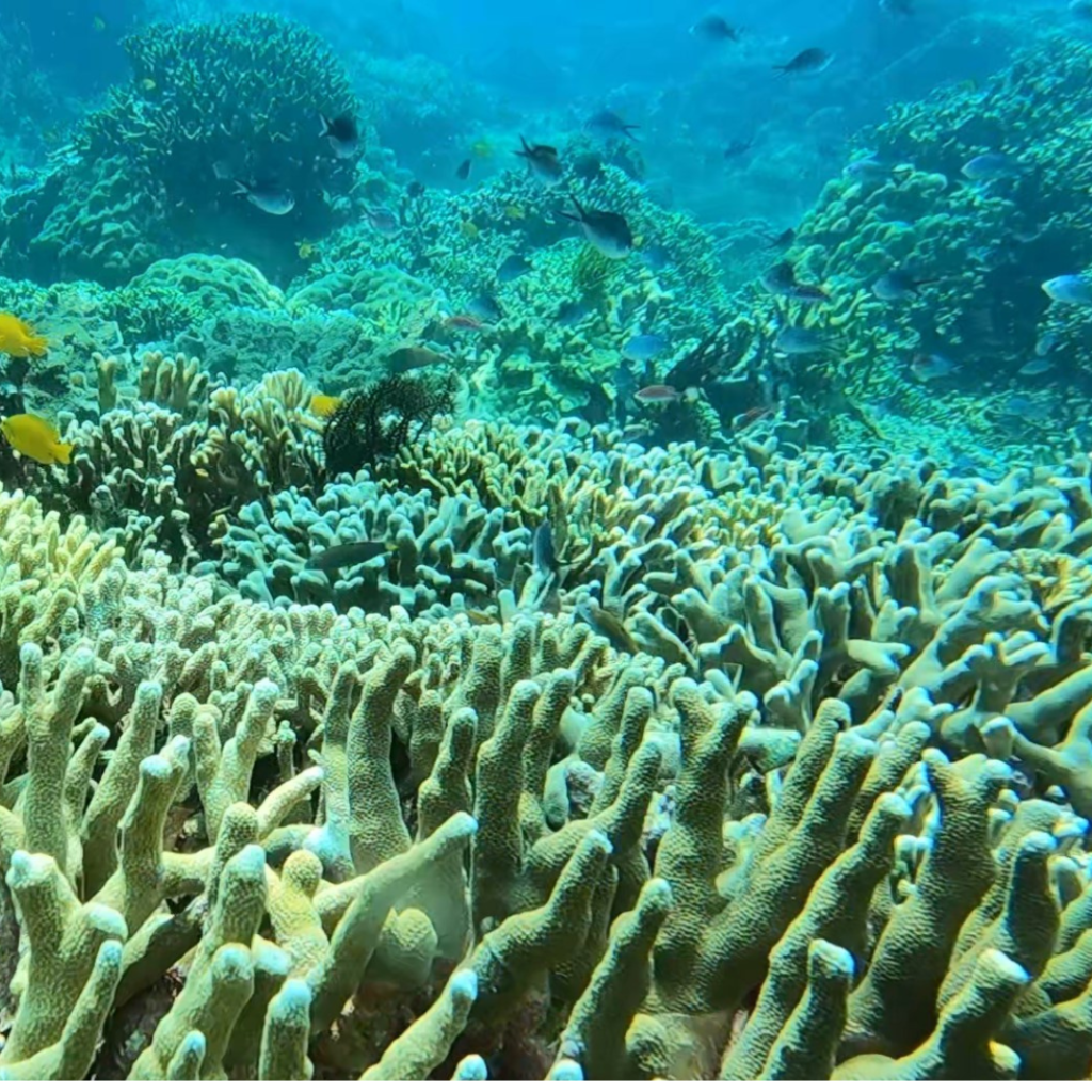 layag layag dive site anilao philippines