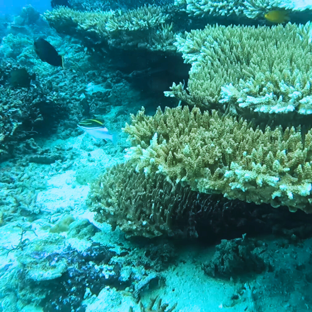 layag layag dive site anilao philippines