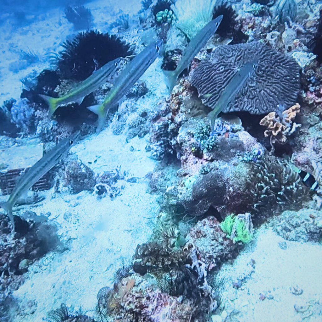 twin rocks dive site in anilao