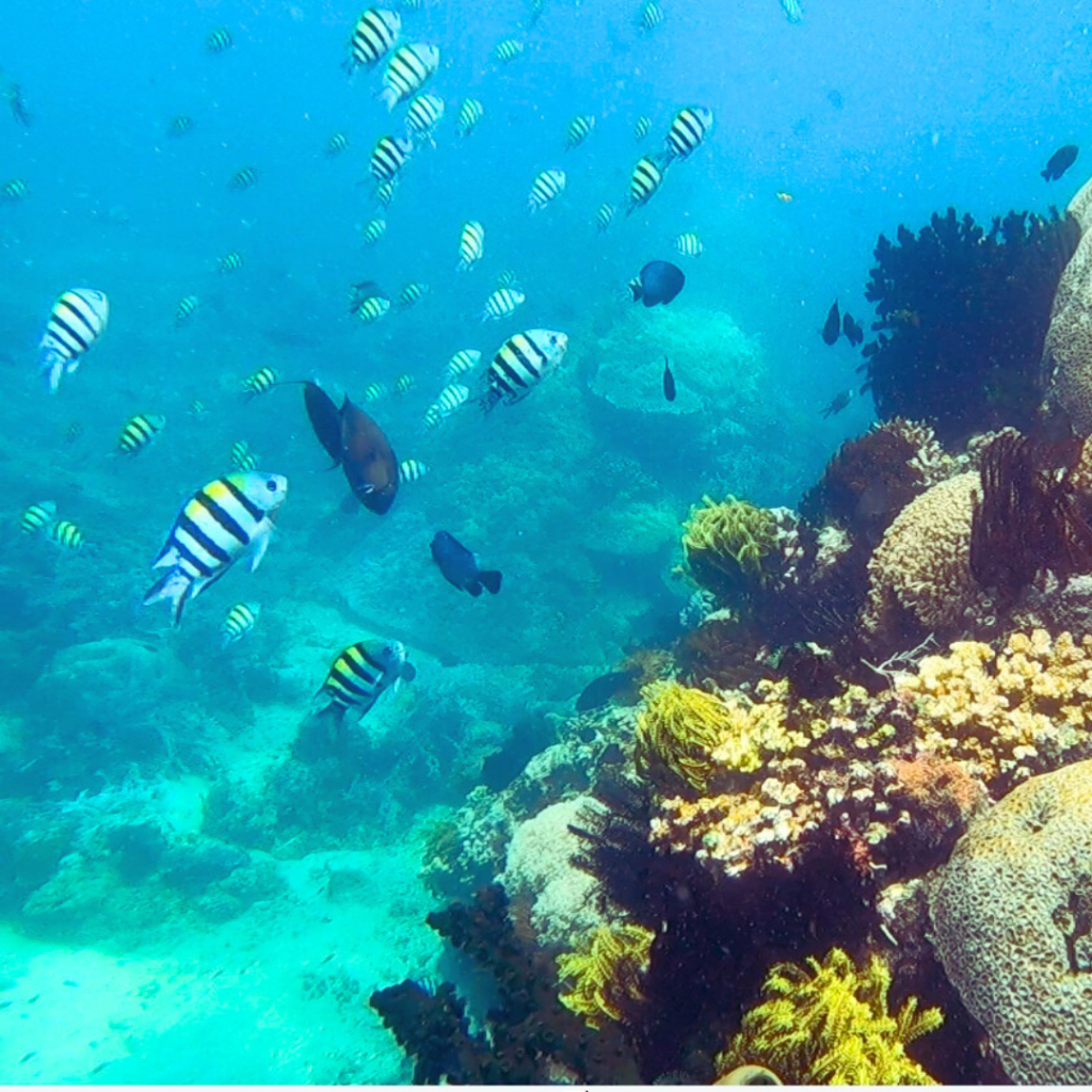 anilao scuba dive site twin rocks philippines