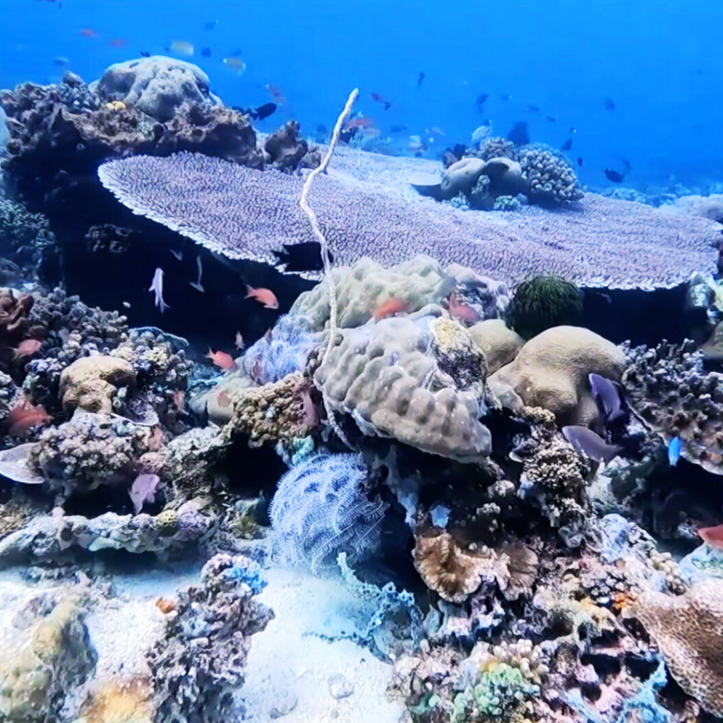 anilao scuba diving batok dive site philippines