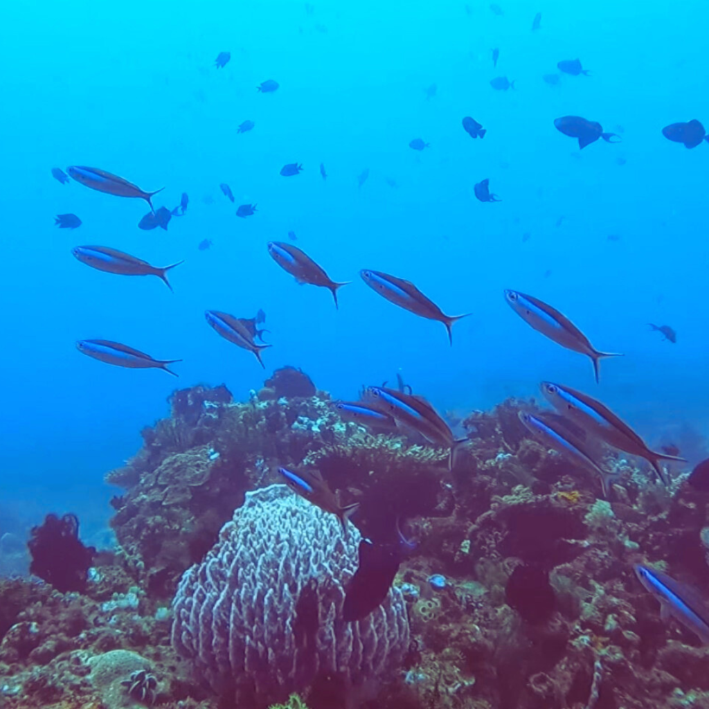 apols dive site anilao