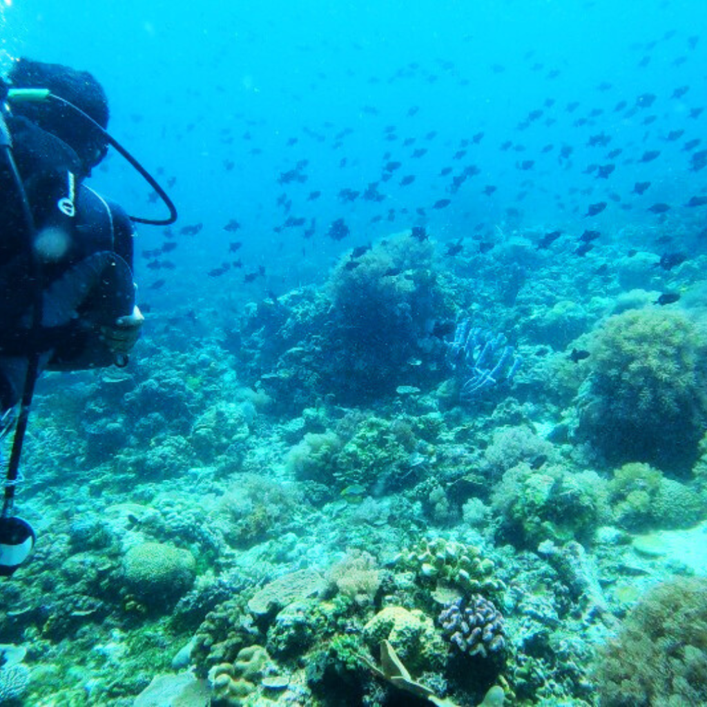 batok dive site anilao batangas philippines