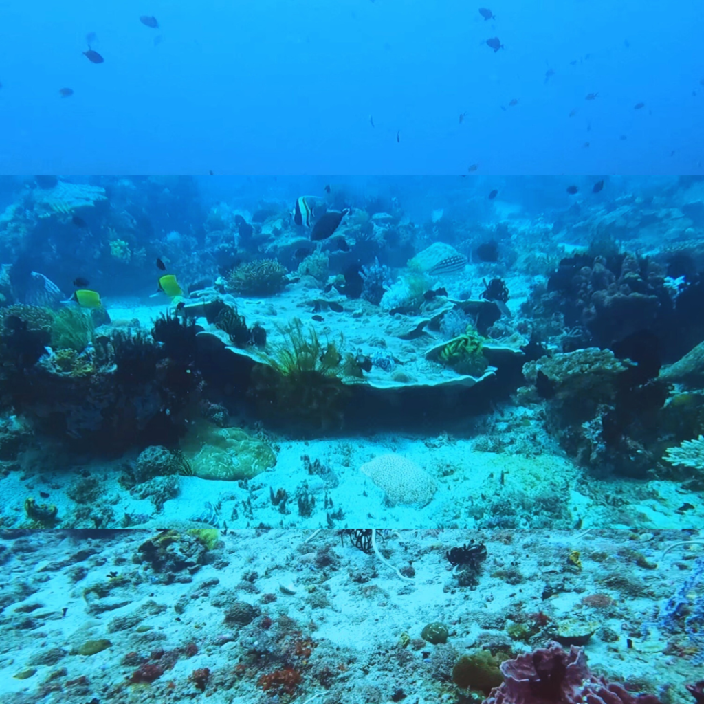 dive philippines anilao dive site apols