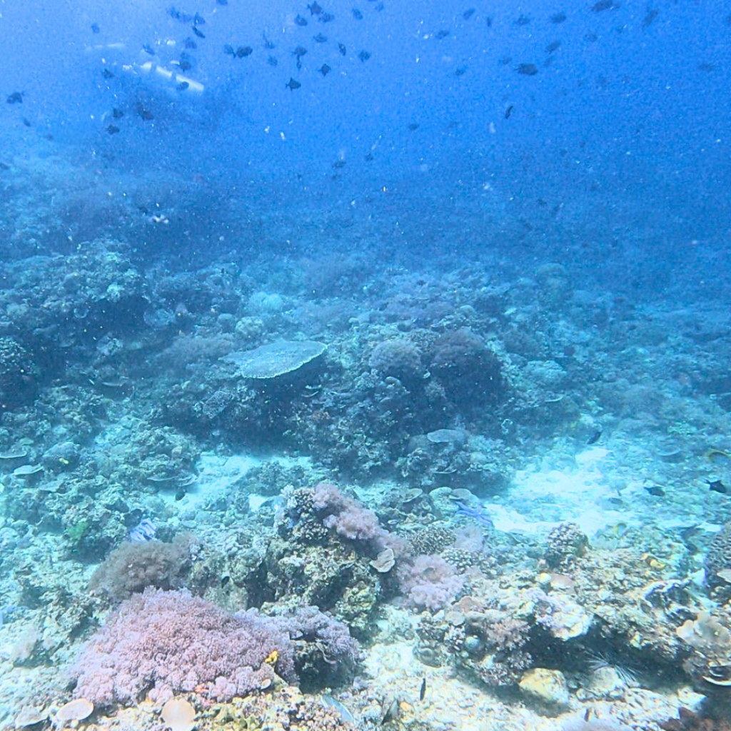 dive site anilao sombrero island philippines