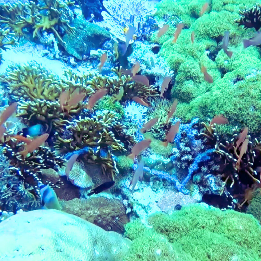 scuba dive site philippines batok