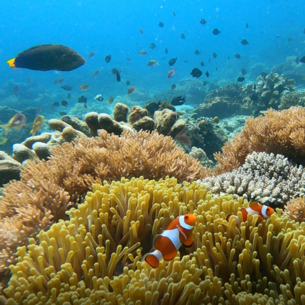 scuba diving dive site batok