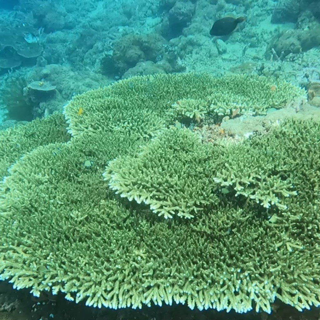 scuba diving site anilao philippines twin rocks