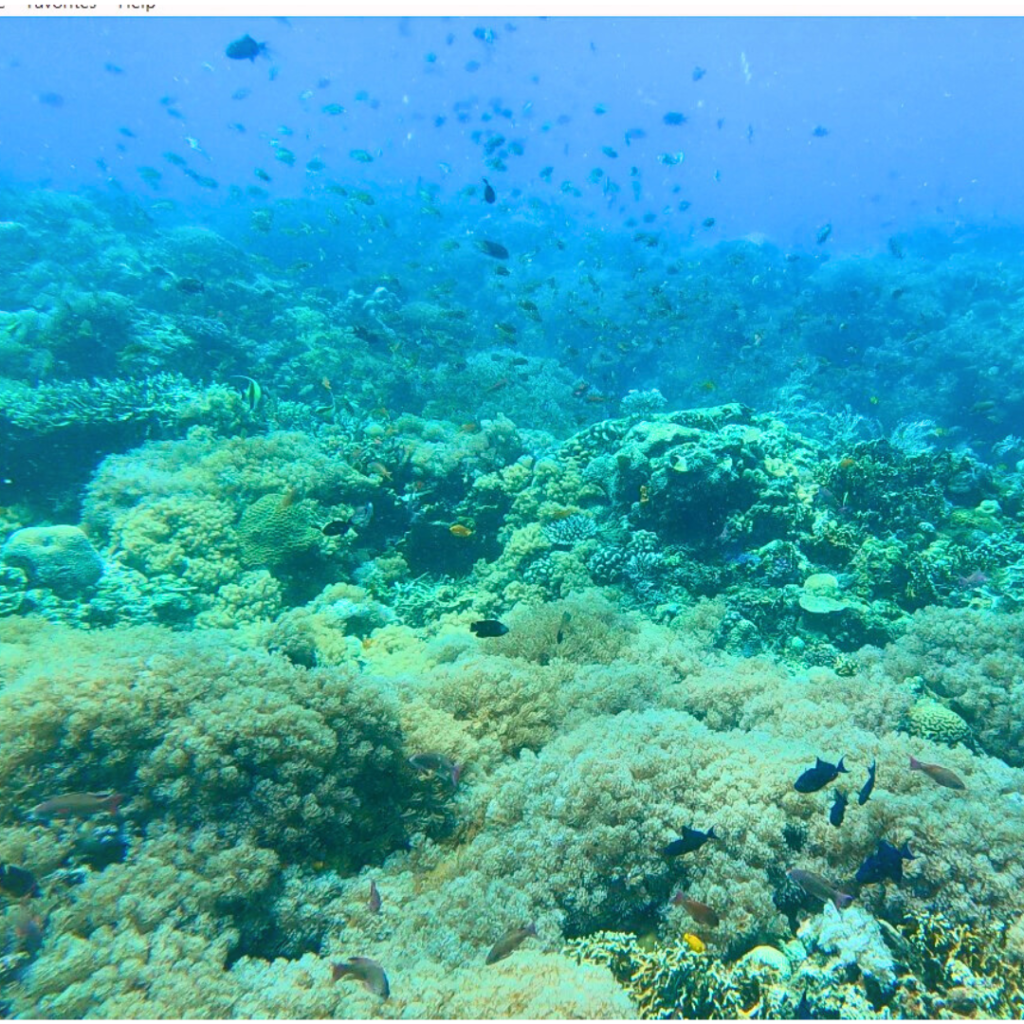 sombrero island scuba diving batok dive site