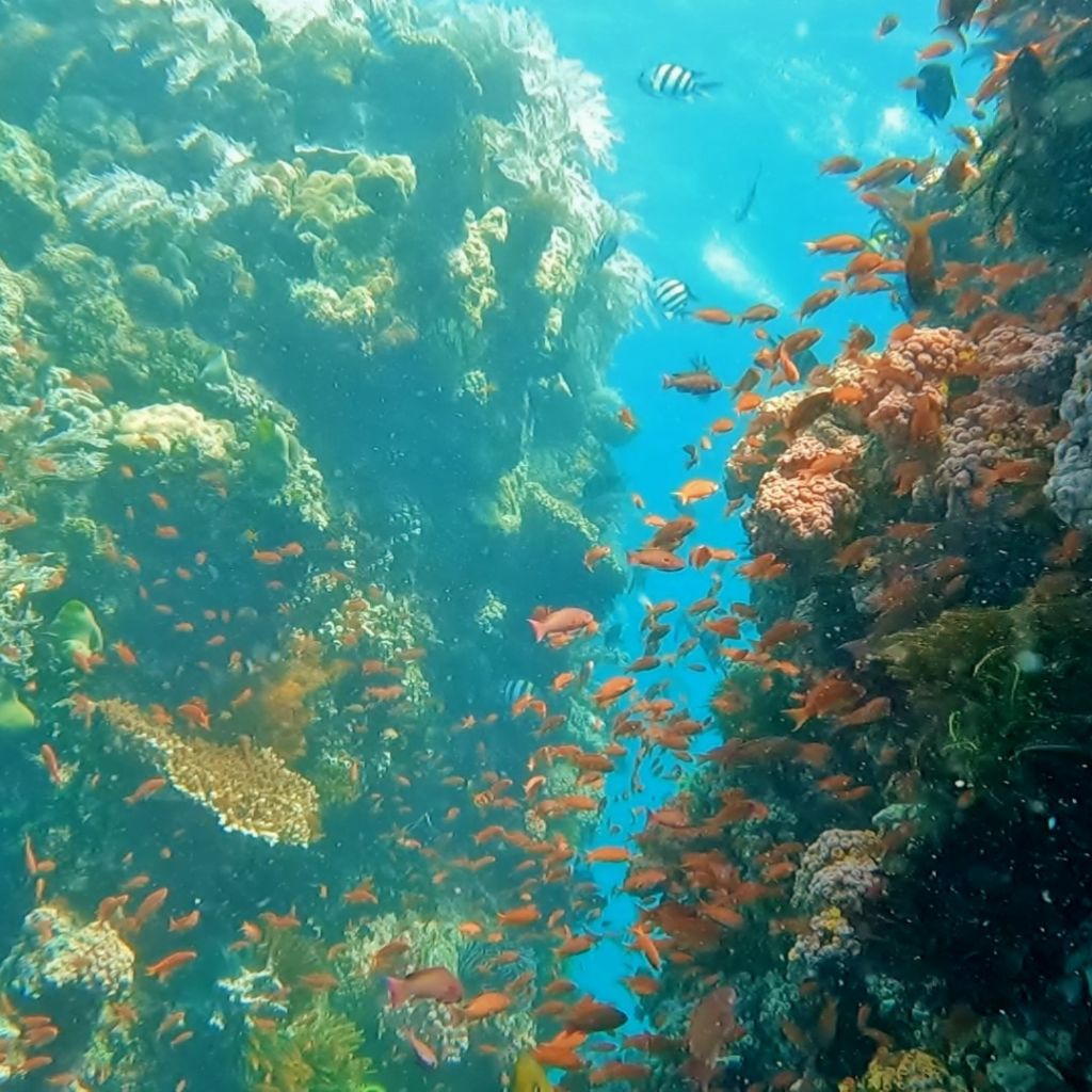 twin rocks anilao divesite philippines