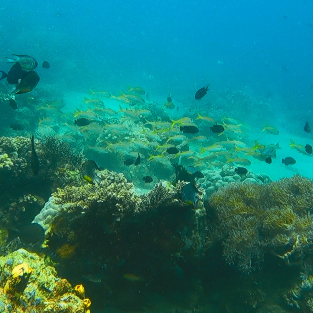 twin rocks scuba dive site anilao philippines