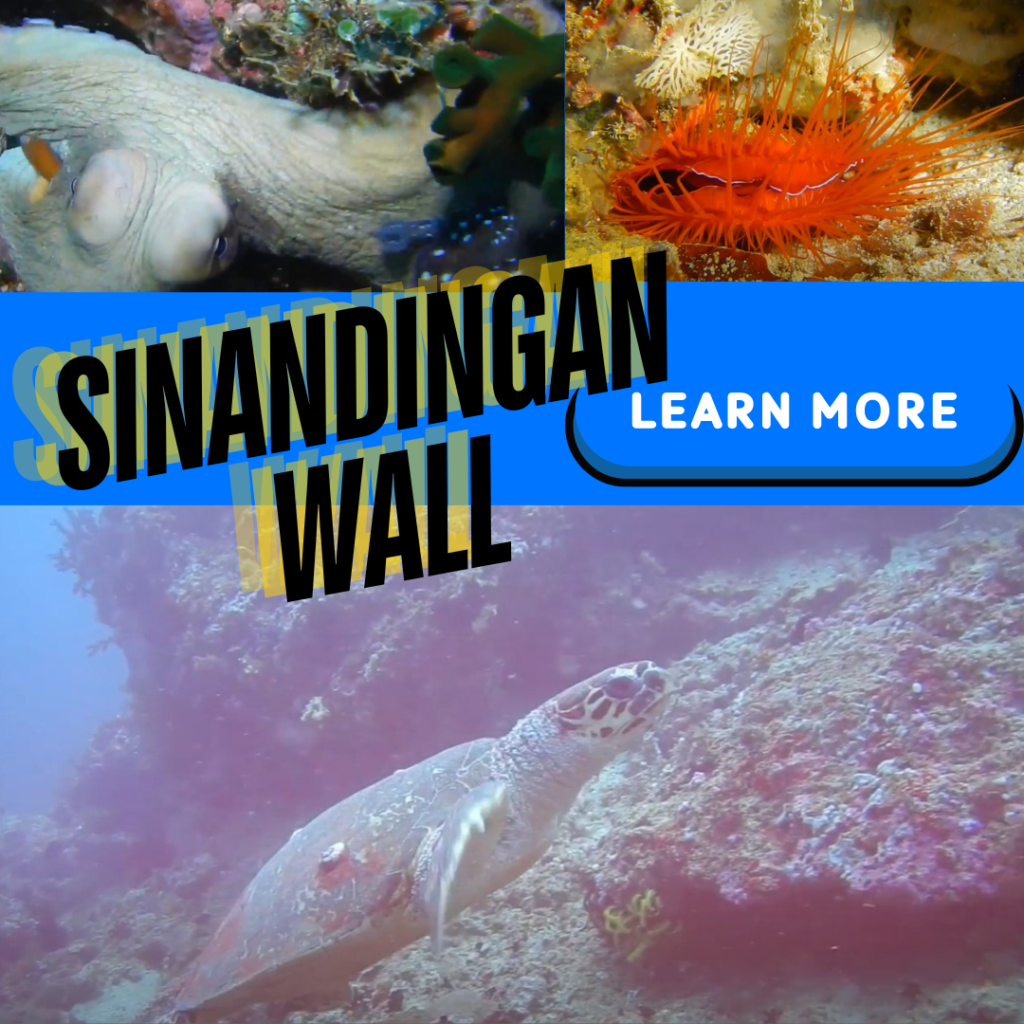 puerto galera dive site sinandingan wall