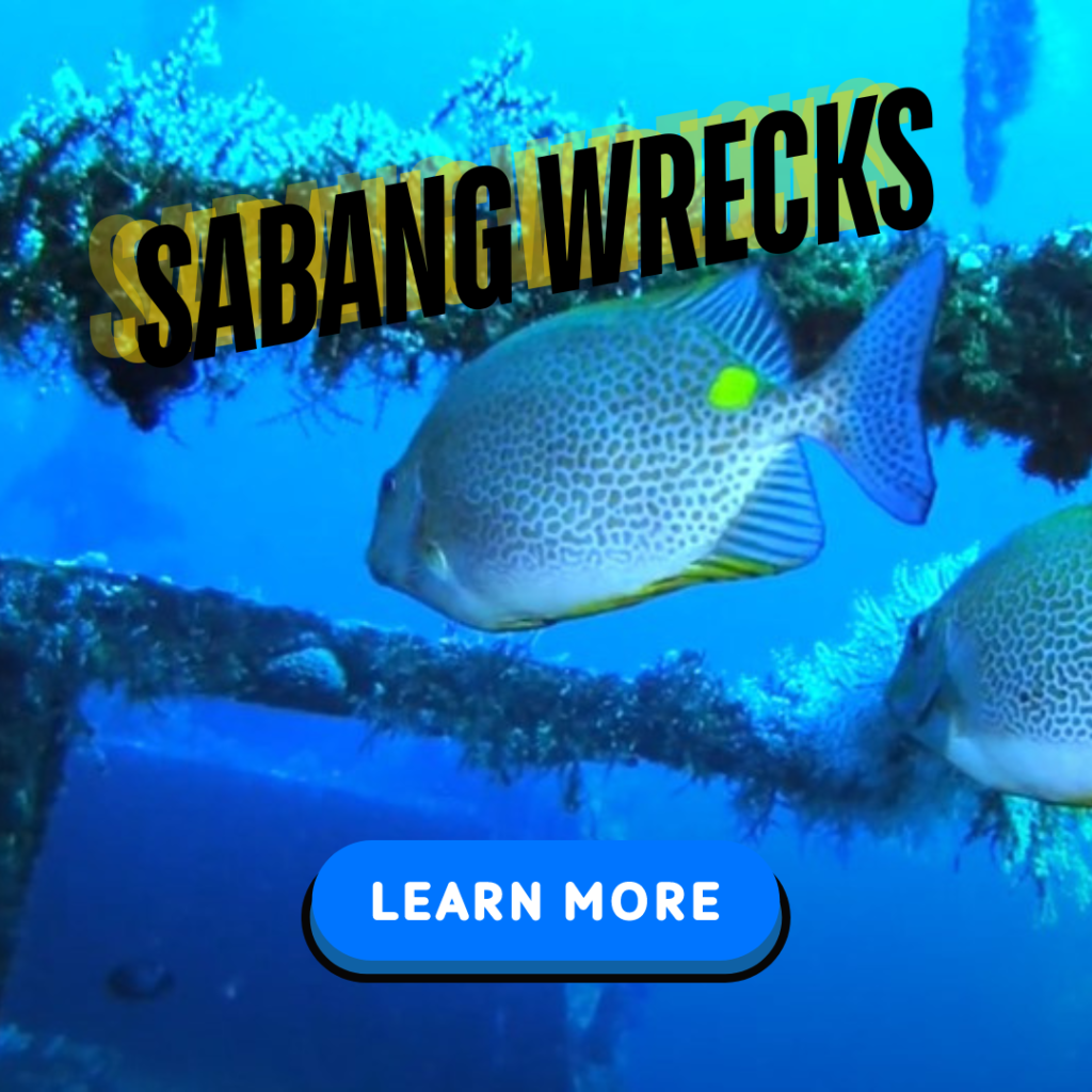 puerto galera dive site sabang wrecks