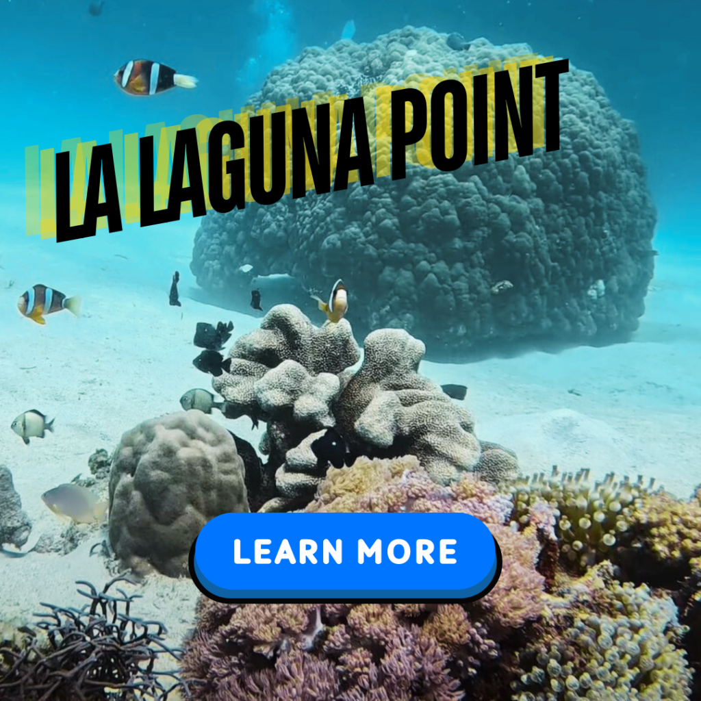 puerto galera dive site la laguna point