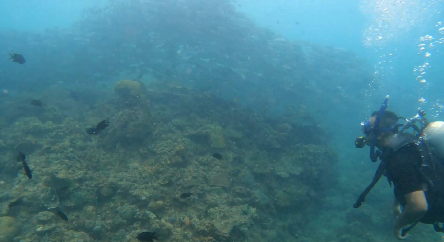 school of jacks in anilao
